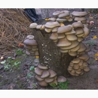 Міцелій гливи - користуйся дарами природи та сам вирощуй гриби вешенки на своєму городі