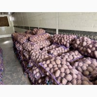 Продам велику картоплю