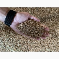 Продаж посывного матерыалу пшеницы