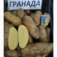 Продам картофель оптом розница