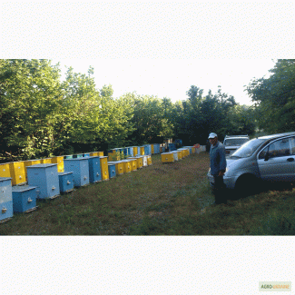 Продам пчелосемьи пчелопакеты отводки сушь матки