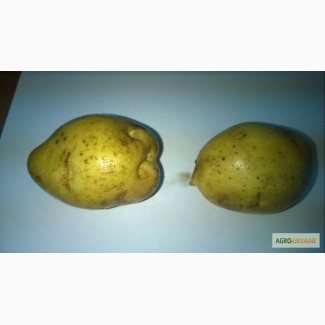 Картофель Гала-Родриго оптом