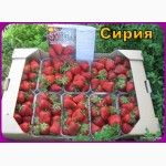 Продам саженци клубники