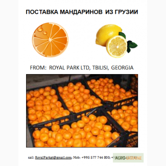 Поставка мандаринов из грузии