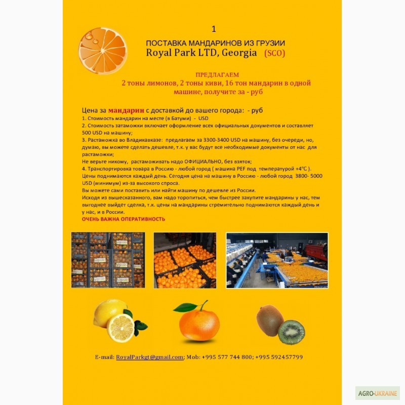 Фото 2. Поставка мандаринов из грузии