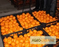 Фото 5. Поставка мандаринов из грузии
