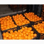 Поставка мандаринов из грузии