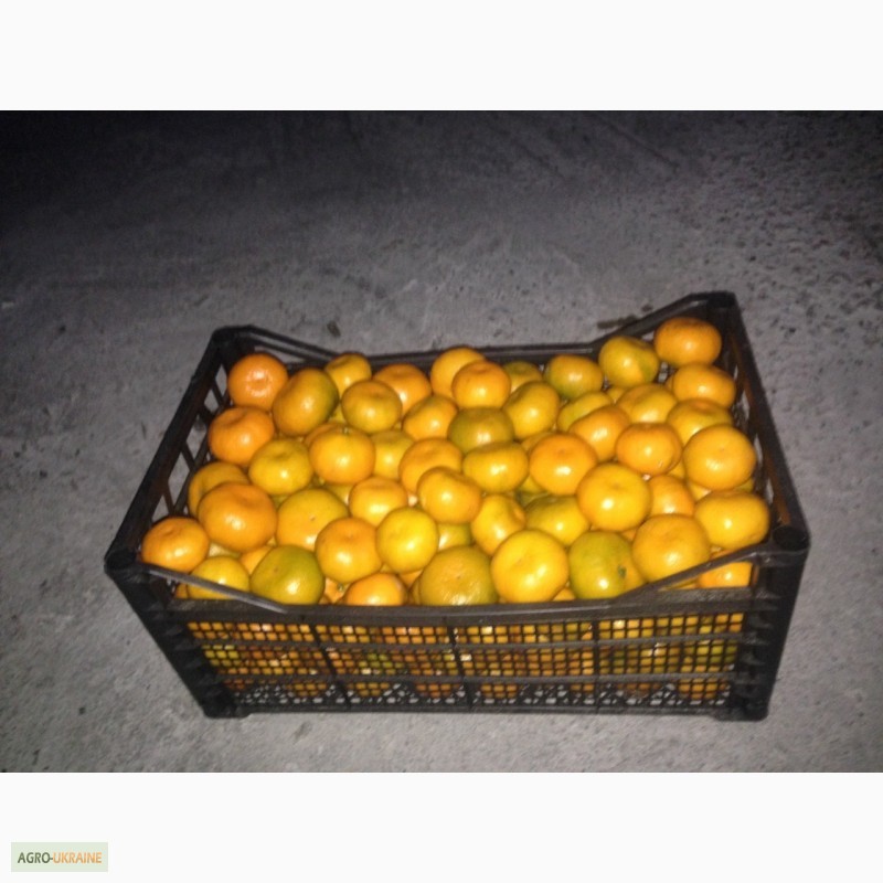 Фото 7. Поставка мандаринов из грузии