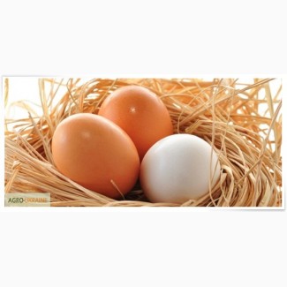 Куплю курячі яйця оптом на експорт