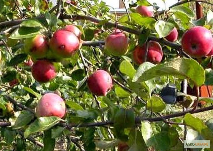 Візьму в оренду яблуневі сади