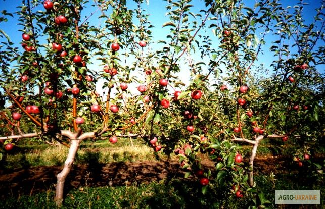 Фото 2. Візьму в оренду яблуневі сади