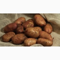 Куплю картофель