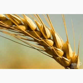 Семена пшеницы Канадский трансгенный сорт мягкой двуручки OSHAWA