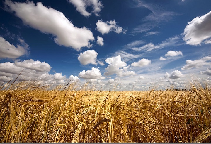 Фото 2. Семена пшеницы Канадский трансгенный сорт мягкой двуручки OSHAWA