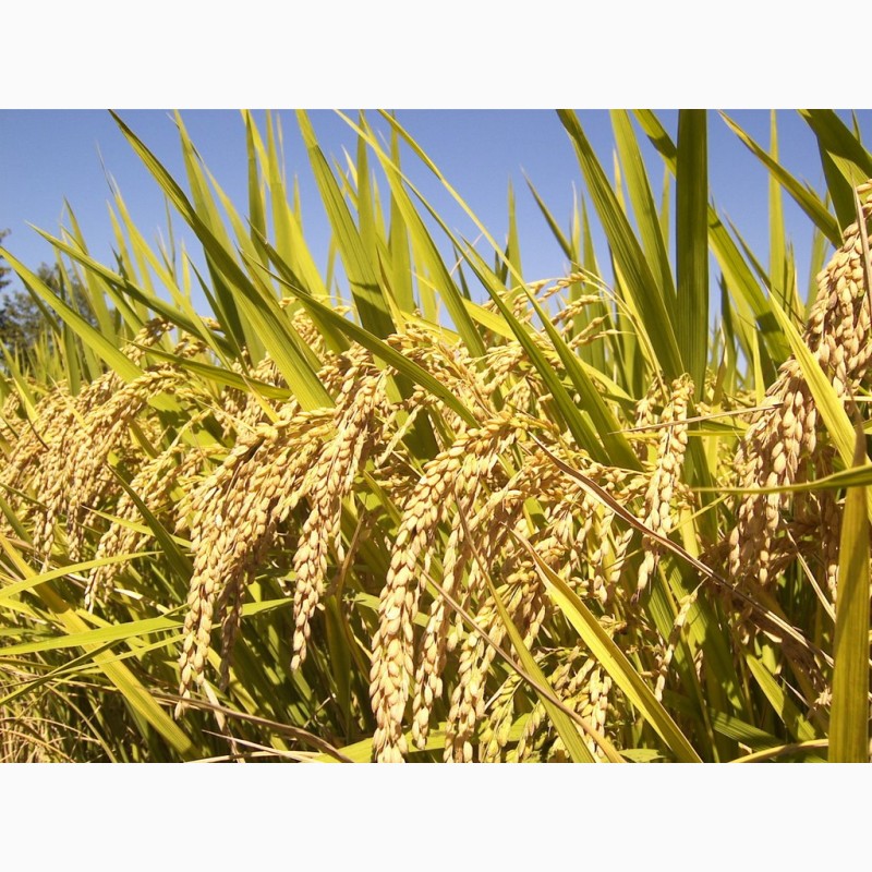 Фото 3. Семена пшеницы Канадский трансгенный сорт мягкой двуручки OSHAWA