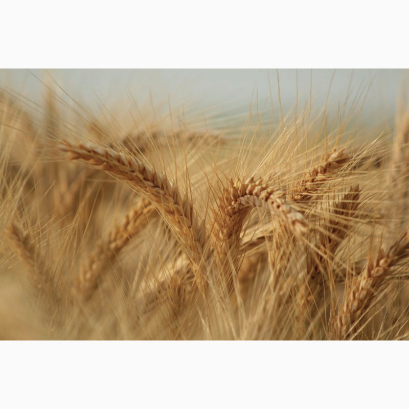 Фото 4. Семена пшеницы Канадский трансгенный сорт мягкой двуручки OSHAWA