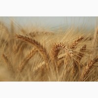 Семена пшеницы Канадский трансгенный сорт мягкой двуручки OSHAWA