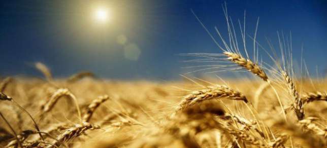 Фото 5. Семена пшеницы Канадский трансгенный сорт мягкой двуручки OSHAWA