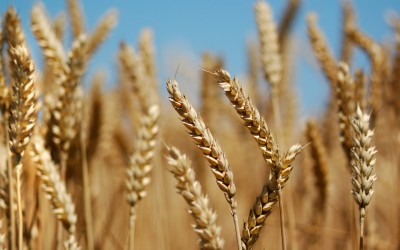 Фото 6. Семена пшеницы Канадский трансгенный сорт мягкой двуручки OSHAWA