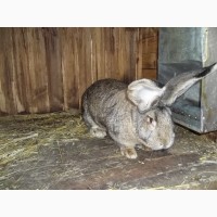 Самка кролик фландр, бельгийский великан, фландер 5, 5 месяца