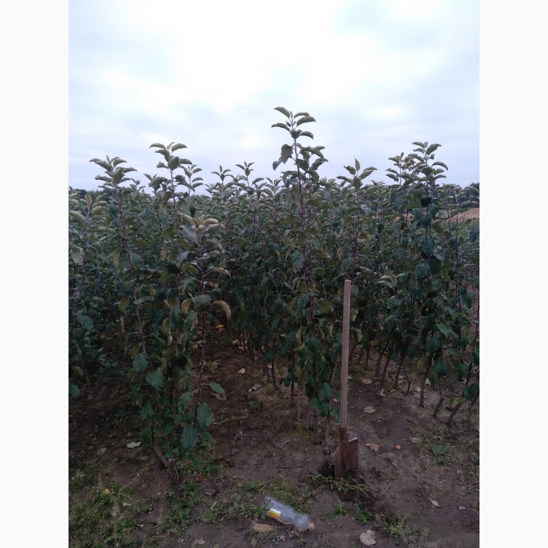 Фото 3. ПП Українське яблуко продасть саджанці яблуні на М9, Віста Бела