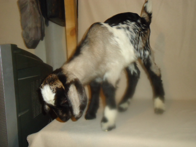 Фото 2. Продам процентный нубийских козликов от высокоудойных коз