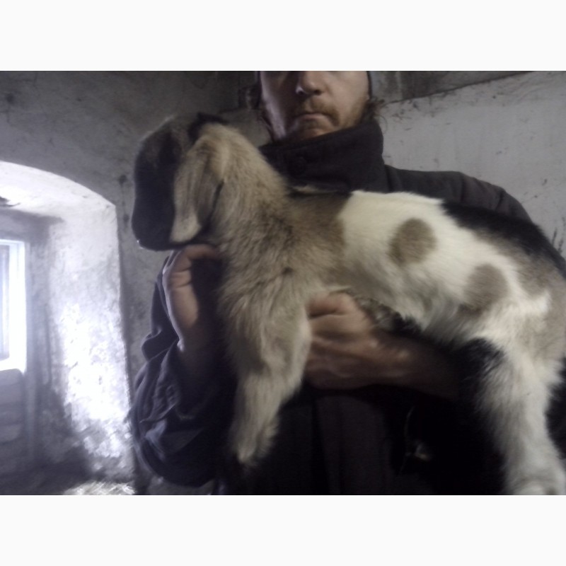 Фото 3. Продам процентный нубийских козликов от высокоудойных коз