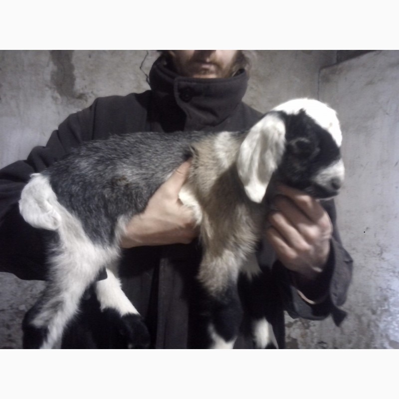 Фото 4. Продам процентный нубийских козликов от высокоудойных коз