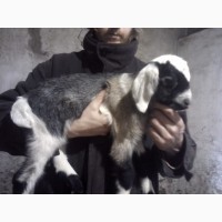 Продам процентный нубийских козликов от высокоудойных коз