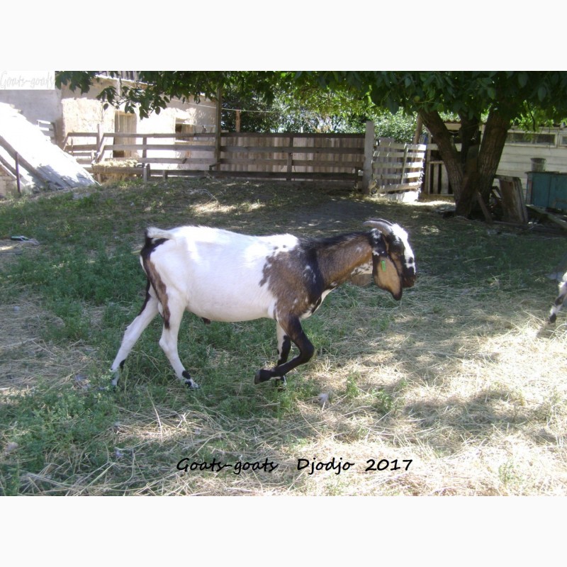 Фото 5. Продам процентный нубийских козликов от высокоудойных коз