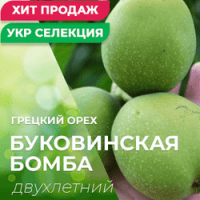 Продам Грецкий орех, сорт Буковинская Бомба