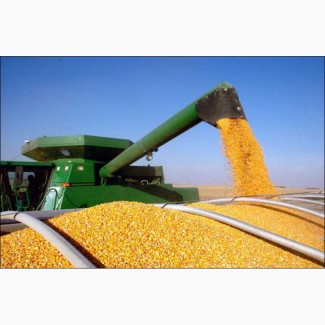 Компанія закуповує кукурудзу подрібнену та відходи. По Черкаській області