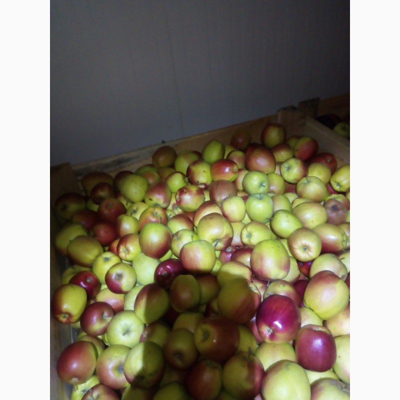 Фото 6. Продам яблука оптом