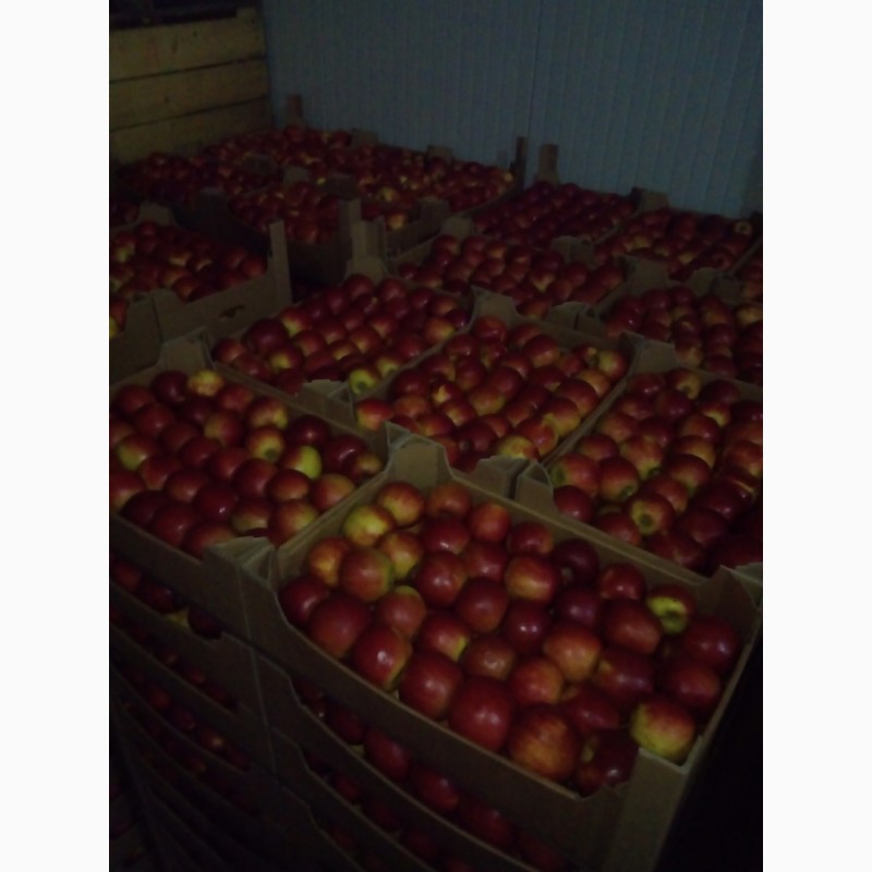 Фото 7. Продам яблука оптом