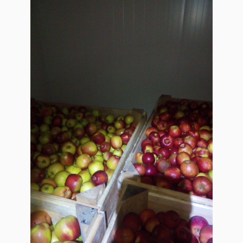 Фото 9. Продам яблука оптом