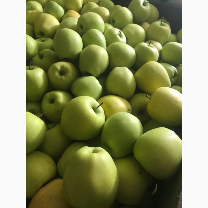 Фото 2. Яблука різних сортів. Холодильник Смарт фреш
