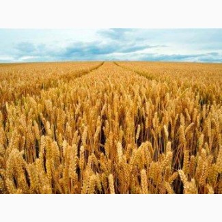 Семена Канадской пшеницы сорта TESLA