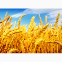 Семена Канадской пшеницы сорта TESLA
