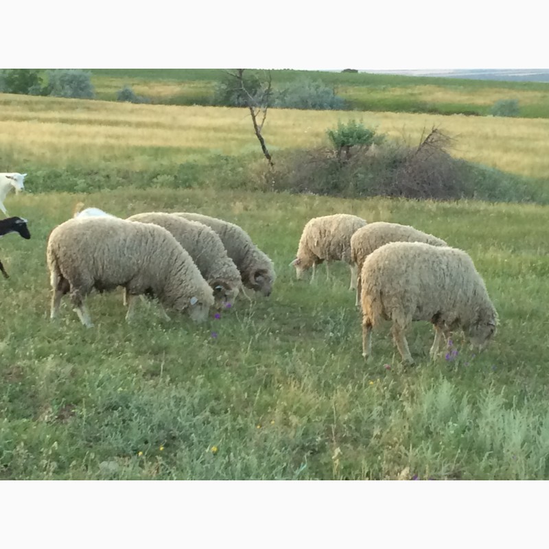Фото 2. Продам овец, ягнят, баранов цыгайской породы. Стриженные