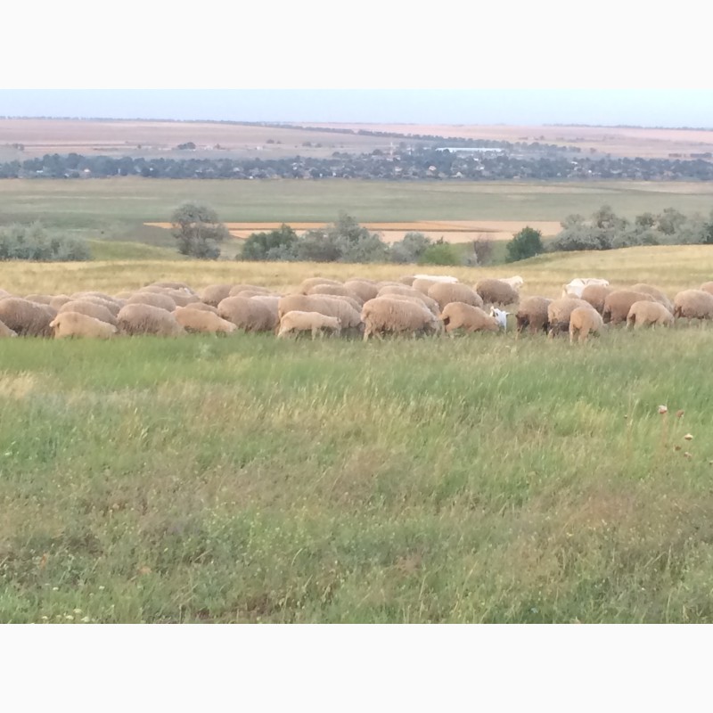 Фото 4. Продам овец, ягнят, баранов цыгайской породы. Стриженные