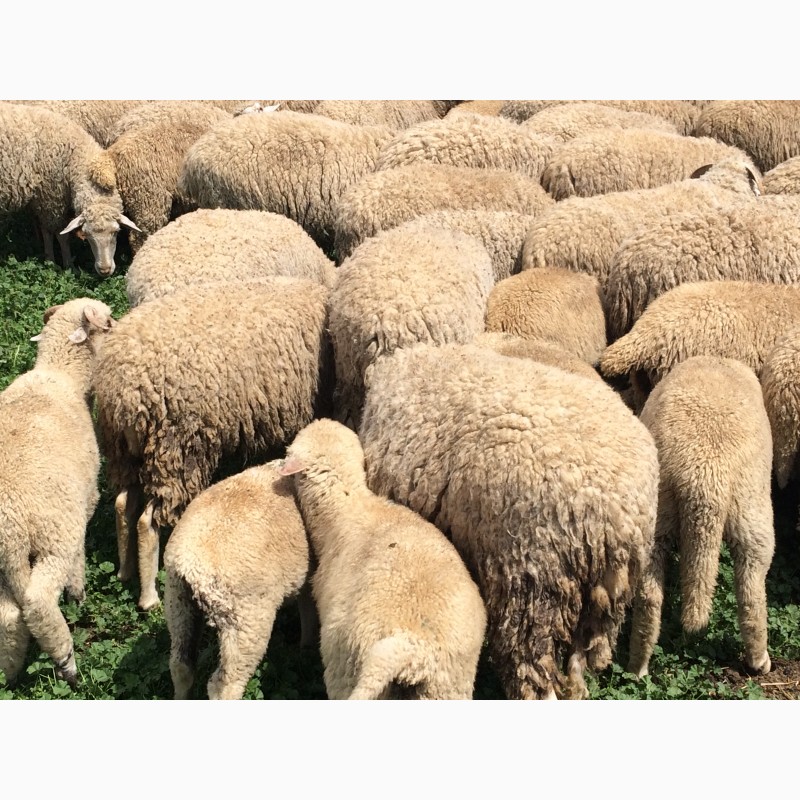 Фото 5. Продам овец, ягнят, баранов цыгайской породы. Стриженные