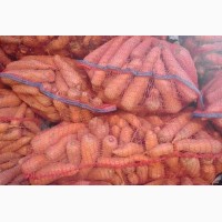 Продам Морковь Разных Сортов Доставка На Экспорт