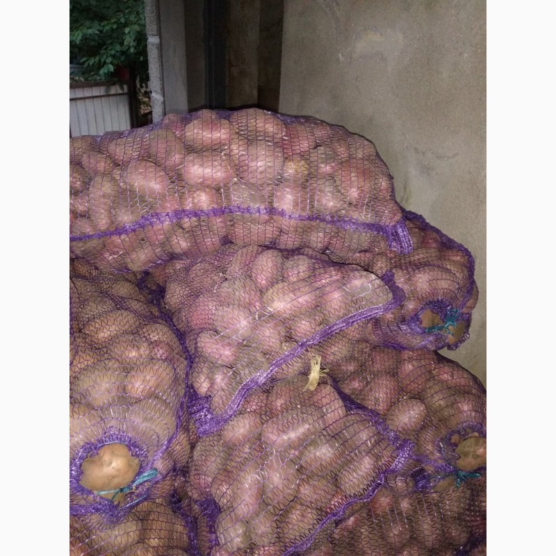 Фото 3. Продам картоплю