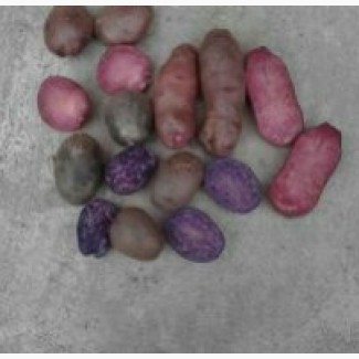Продам картоплю з кольоровою мякоттю