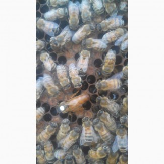 Продам бджоломатки БАКФАСТ