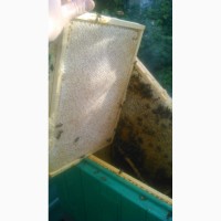 Продам бджоломатки БАКФАСТ
