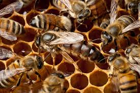 Фото 2. Пчелопакеты, бджолопакети Карника австрійка на рамку Дадан