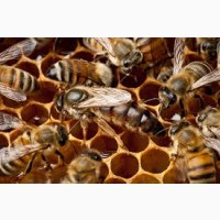 Пчелопакеты, бджолопакети Карника австрійка на рамку Дадан