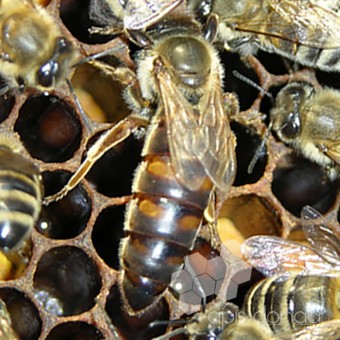 Фото 3. Пчелопакеты, бджолопакети Карника австрійка на рамку Дадан