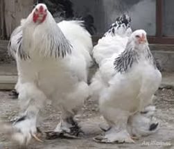 Фото 2. Продам цыплят:Брамы, Кохинхины, Орпингтоны =50 гривен шт. Днепрпетровск